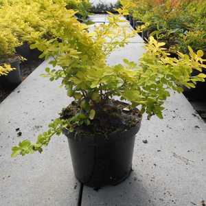 Berberis thunbergii 'Aurea'